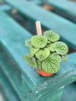 Zdjęcie rośliny Peperomia Bubble Green, ujęcie 1