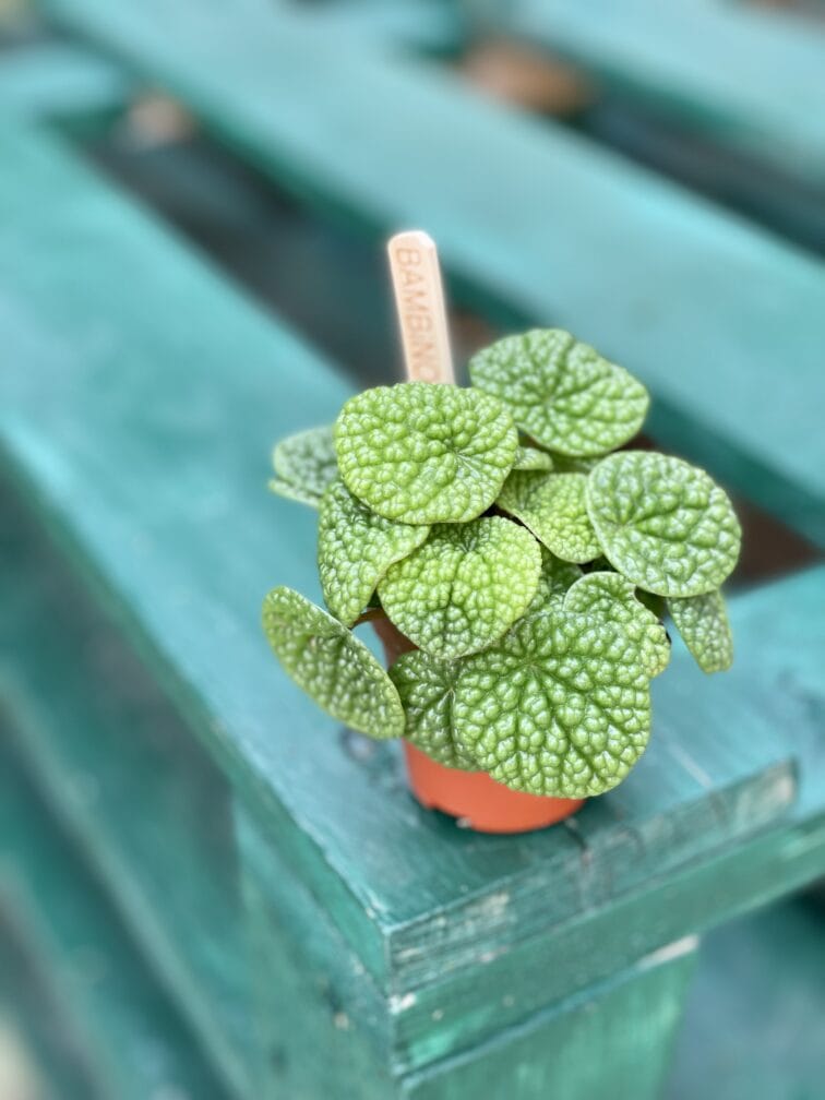 peperomia-bubble-green_6x9-1_1630750286.jpg Zdjęcie rośliny Peperomia Bubble Green, ujęcie 1