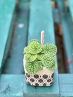 Zdjęcie rośliny Peperomia Bubble Green, ujęcie 2