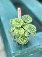 Zdjęcie rośliny Peperomia Bubble Green, ujęcie 3