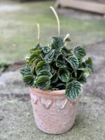 Zdjęcie rośliny Peperomia Caperata Lilian (Peperomia Kędzierzawa), ujęcie 1