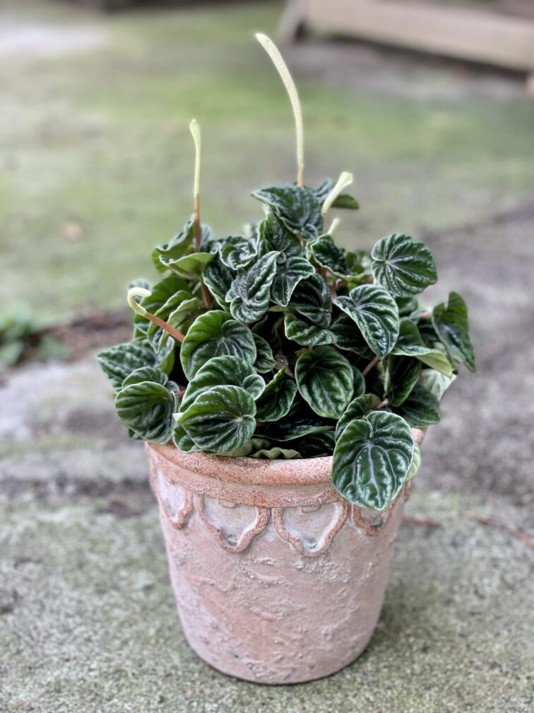 peperomia-caperata-lilian_12x25-1_1630141945.jpg Zdjęcie rośliny Peperomia Caperata Lilian (Peperomia Kędzierzawa), ujęcie 1