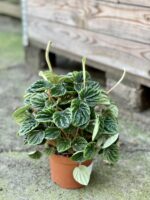 Zdjęcie rośliny Peperomia Caperata Lilian (Peperomia Kędzierzawa), ujęcie 2