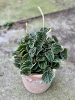 Zdjęcie rośliny Peperomia Caperata Lilian (Peperomia Kędzierzawa), ujęcie 3