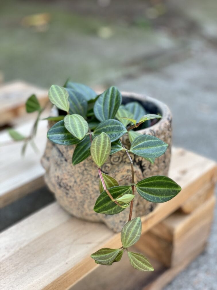 peperomia-rocca-scuro_10x17-1_1631352525.jpg Zdjęcie rośliny Peperomia Rocca Scuro, ujęcie 1