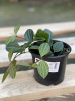 Zdjęcie rośliny Peperomia Rocca Scuro, ujęcie 2