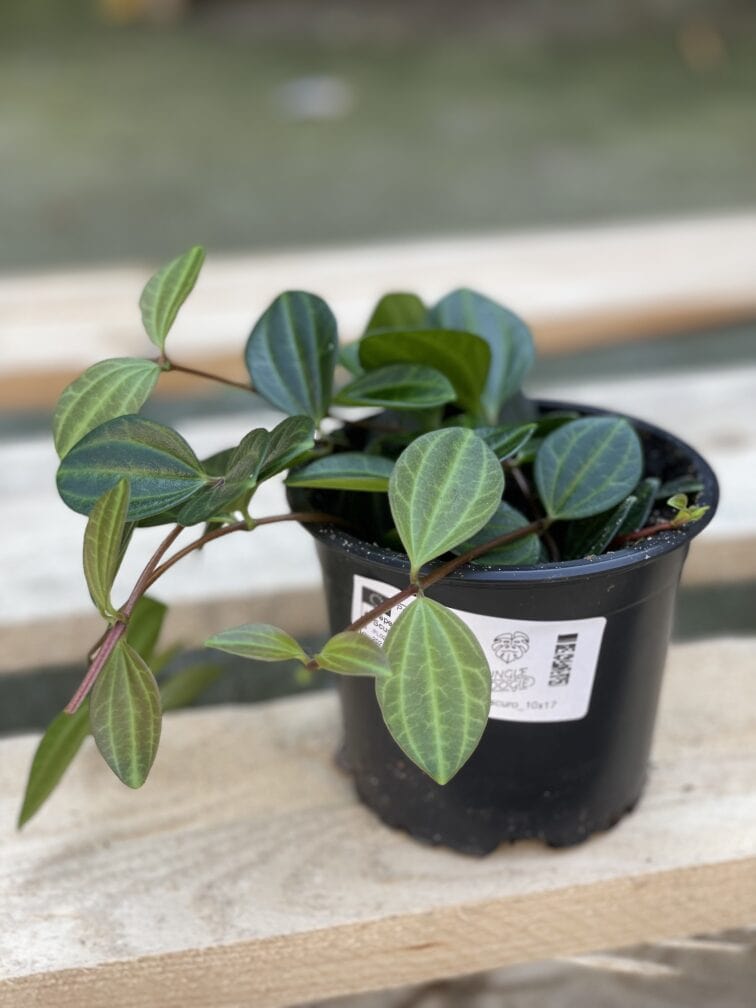 Zdjęcie rośliny Peperomia Rocca Scuro, ujęcie 2
