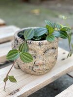 Zdjęcie rośliny Peperomia Rocca Scuro, ujęcie 3