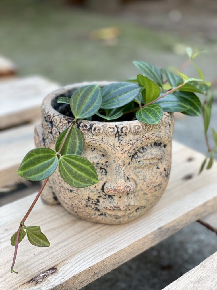 Zdjęcie rośliny Peperomia Rocca Scuro, ujęcie 3