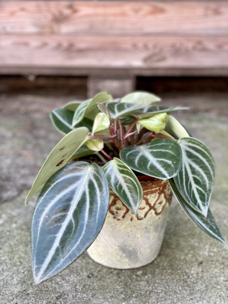 peperomia-sarcophylla_15x25-1_1630747535.jpg Zdjęcie rośliny Peperomia Sarcophylla, ujęcie 1