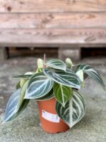 Zdjęcie rośliny Peperomia Sarcophylla, ujęcie 2