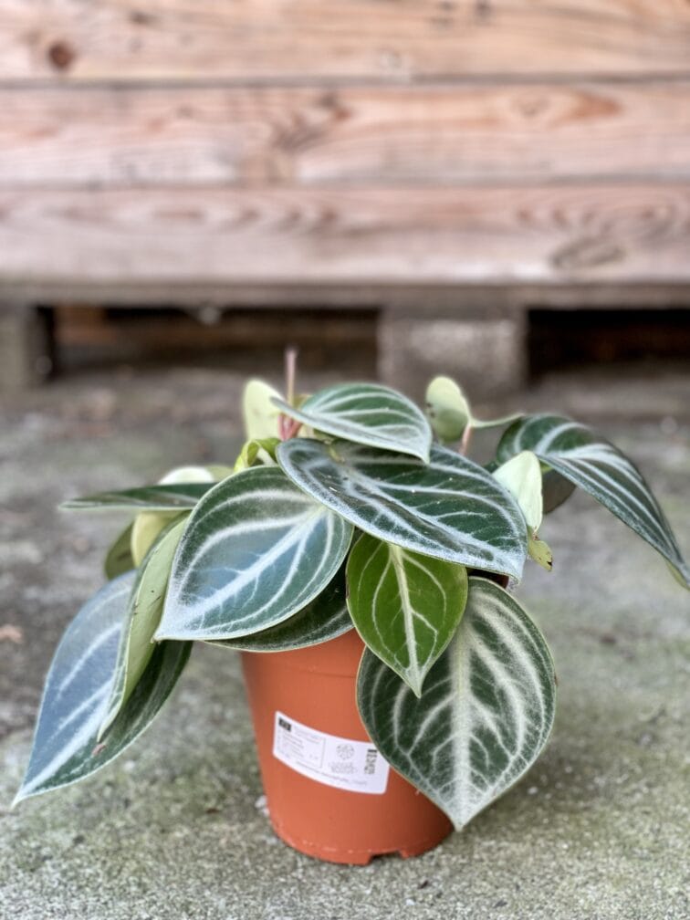 Zdjęcie rośliny Peperomia Sarcophylla, ujęcie 2