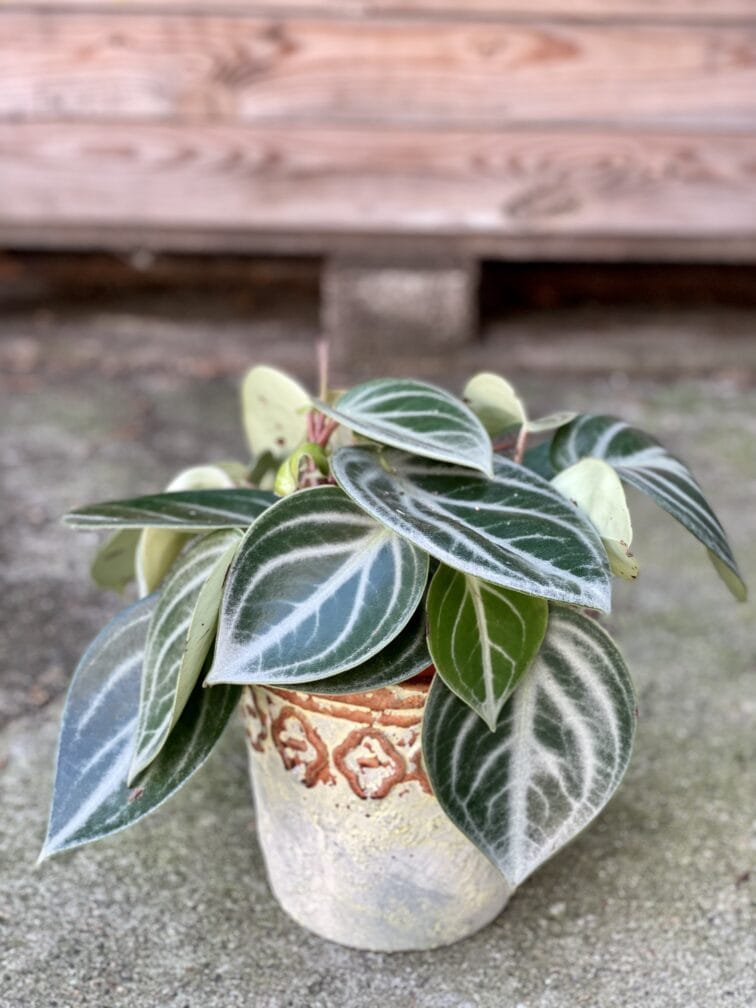 Zdjęcie rośliny Peperomia Sarcophylla, ujęcie 3
