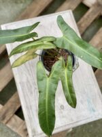 Zdjęcie rośliny Philodendron atabapoense, ujęcie 1