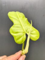 Zdjęcie rośliny Philodendron bipennifolium aurea Yellow Violin, ujęcie 1