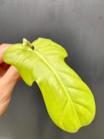 Zdjęcie rośliny Philodendron bipennifolium aurea Yellow Violin, ujęcie 2