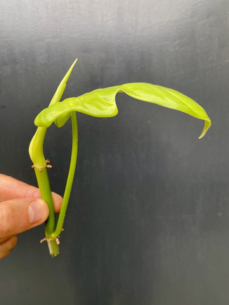 Zdjęcie rośliny Philodendron bipennifolium aurea Yellow Violin, ujęcie 3
