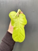 Zdjęcie rośliny Philodendron bipennifolium aurea Yellow Violin, ujęcie 4