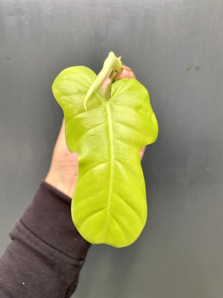 Zdjęcie rośliny Philodendron bipennifolium aurea Yellow Violin, ujęcie 4