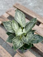 Zdjęcie rośliny Philodendron Birkin, ujęcie 1