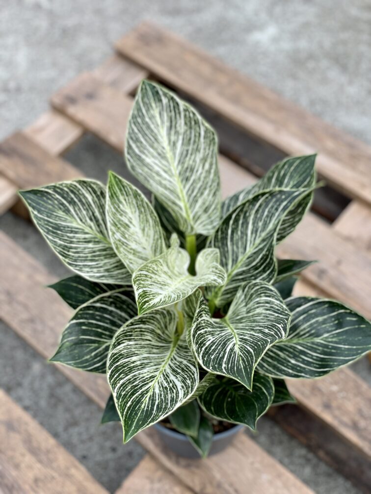 philodendron-birkin_17x40-1_1632561307.jpg Zdjęcie rośliny Philodendron Birkin, ujęcie 1