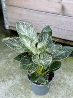 Zdjęcie rośliny Philodendron Birkin, ujęcie 2