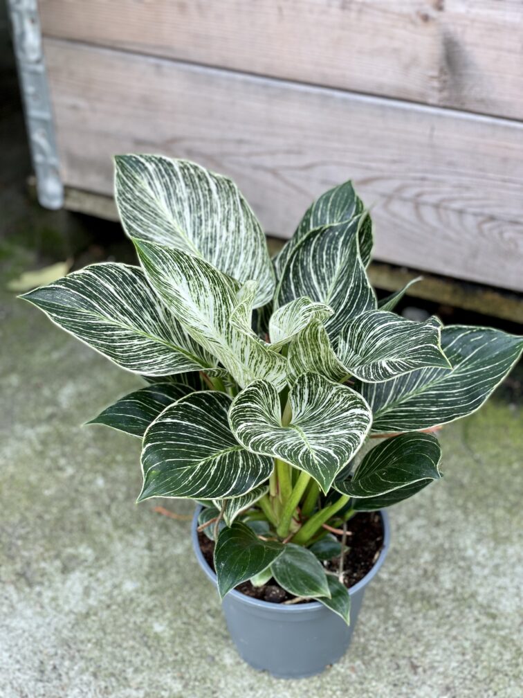 Zdjęcie rośliny Philodendron Birkin, ujęcie 2
