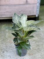 Zdjęcie rośliny Philodendron Birkin, ujęcie 3