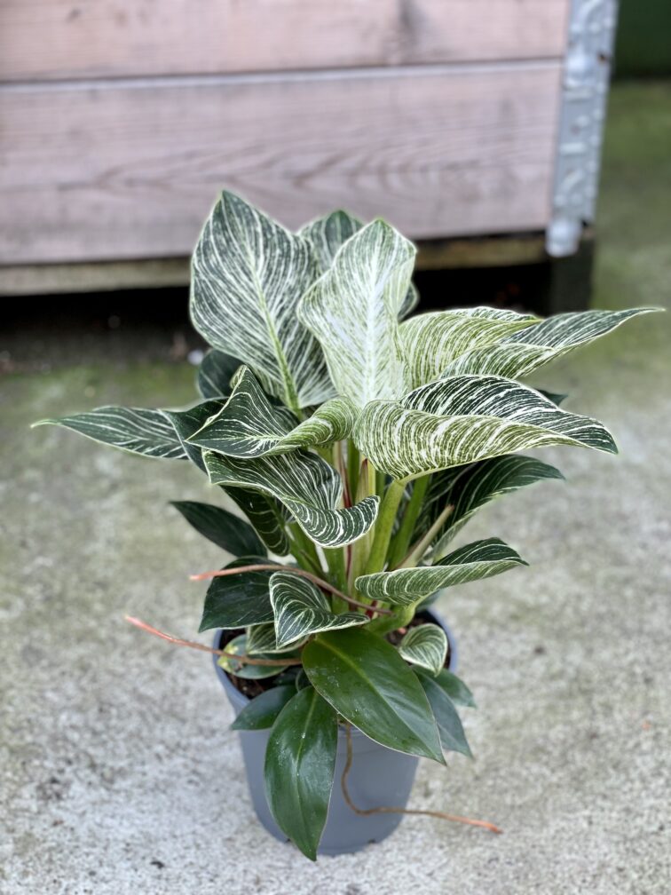 Zdjęcie rośliny Philodendron Birkin, ujęcie 3