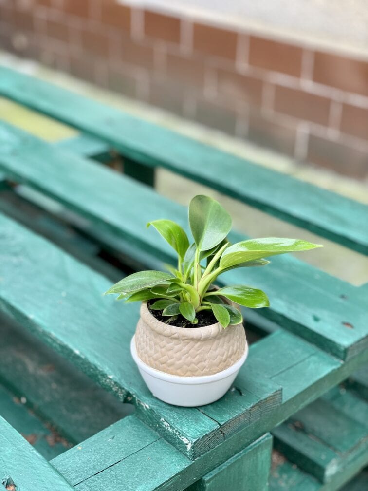 philodendron-birkin_6x10-1_1631710134.jpg Zdjęcie rośliny Philodendron Birkin, ujęcie 1