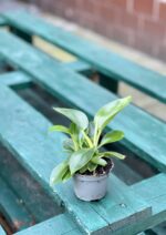 Zdjęcie rośliny Philodendron Birkin, ujęcie 2