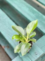 Zdjęcie rośliny Philodendron Birkin, ujęcie 3