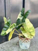 Zdjęcie rośliny Philodendron Burle Marx variegata, ujęcie 1