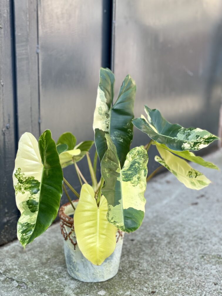 Zdjęcie rośliny Philodendron Burle Marx variegata, ujęcie 2
