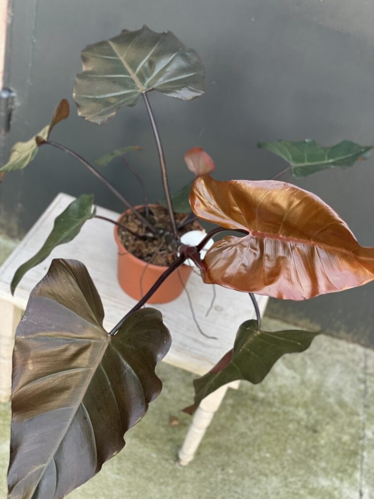 Zdjęcie rośliny Philodendron Dark Lord, ujęcie 1