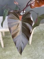 Zdjęcie rośliny Philodendron Dark Lord, ujęcie 2