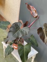 Zdjęcie rośliny Philodendron Dark Lord, ujęcie 3