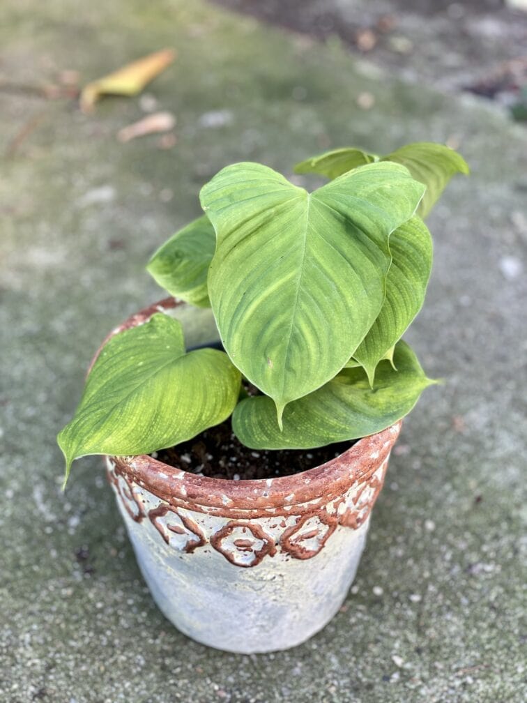 Zdjęcie rośliny Philodendron fibraecataphyllum, ujęcie 1