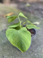 Zdjęcie rośliny Philodendron fibraecataphyllum, ujęcie 2