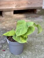 Zdjęcie rośliny Philodendron fibraecataphyllum, ujęcie 3