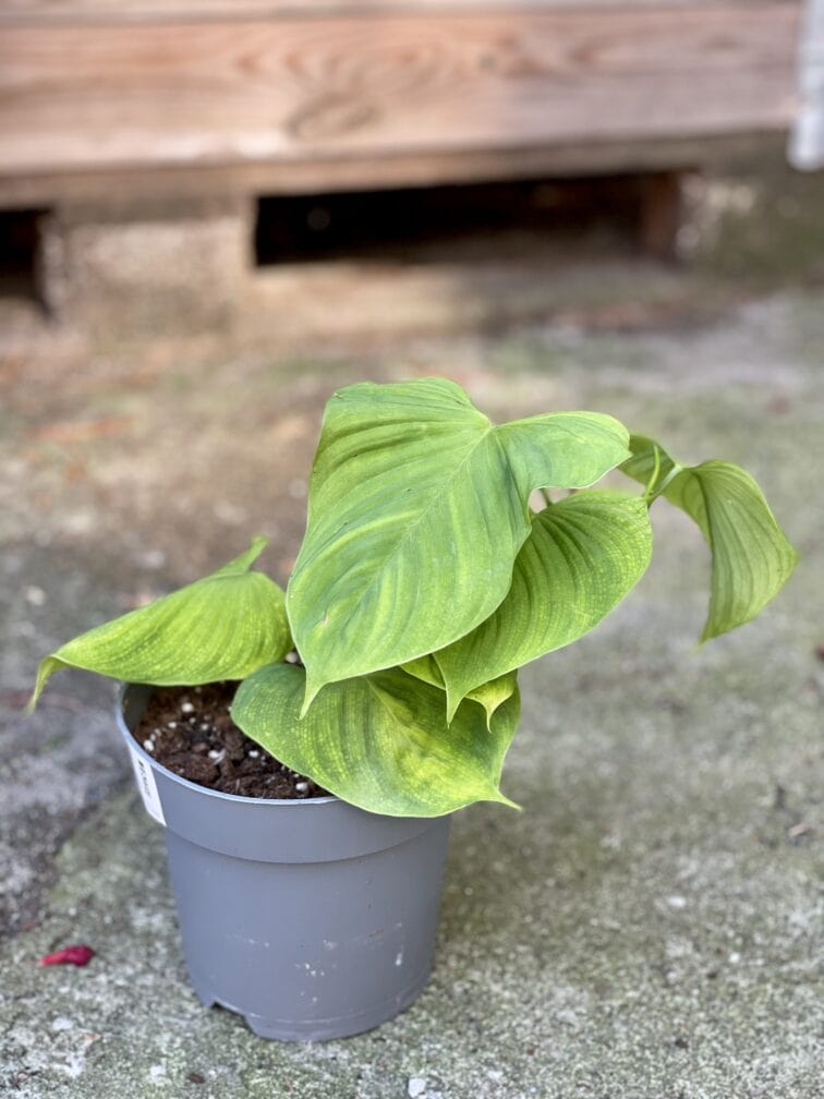 Zdjęcie rośliny Philodendron fibraecataphyllum, ujęcie 3