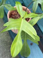 Zdjęcie rośliny Philodendron Florida Ghost, ujęcie 2