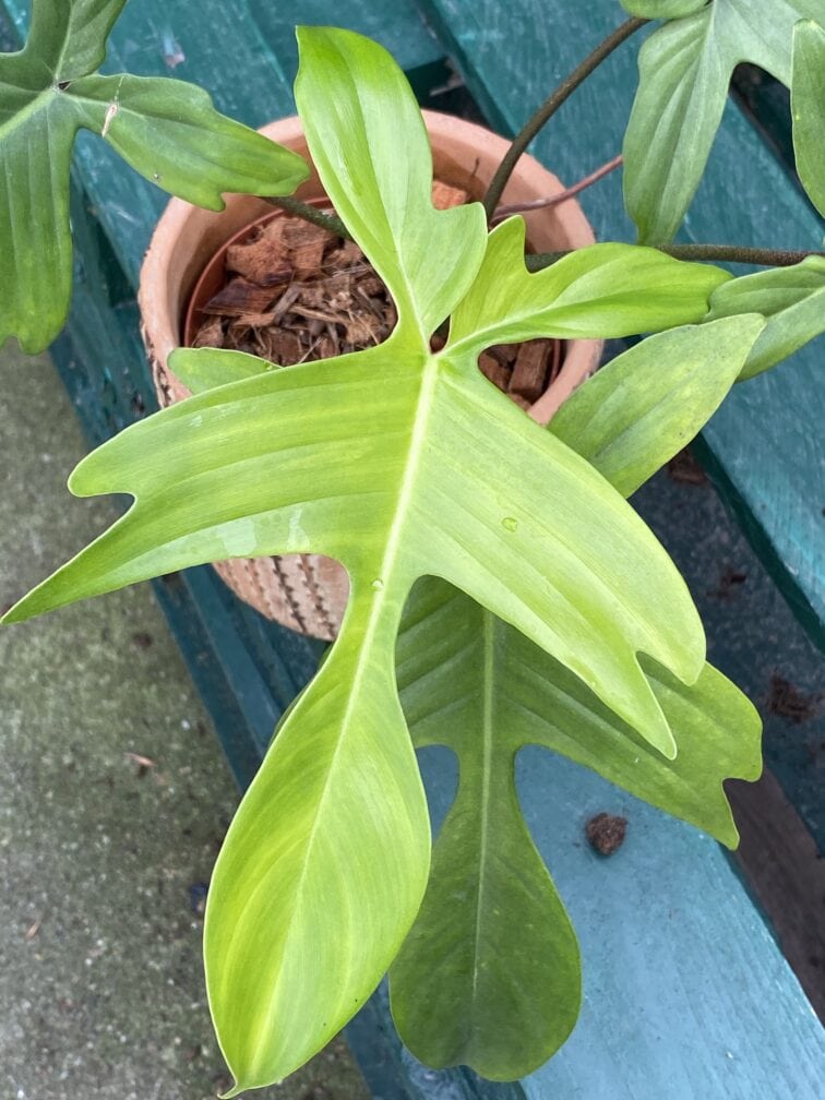 Zdjęcie rośliny Philodendron Florida Ghost, ujęcie 2