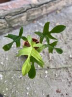 Zdjęcie rośliny Philodendron Florida Ghost, ujęcie 3