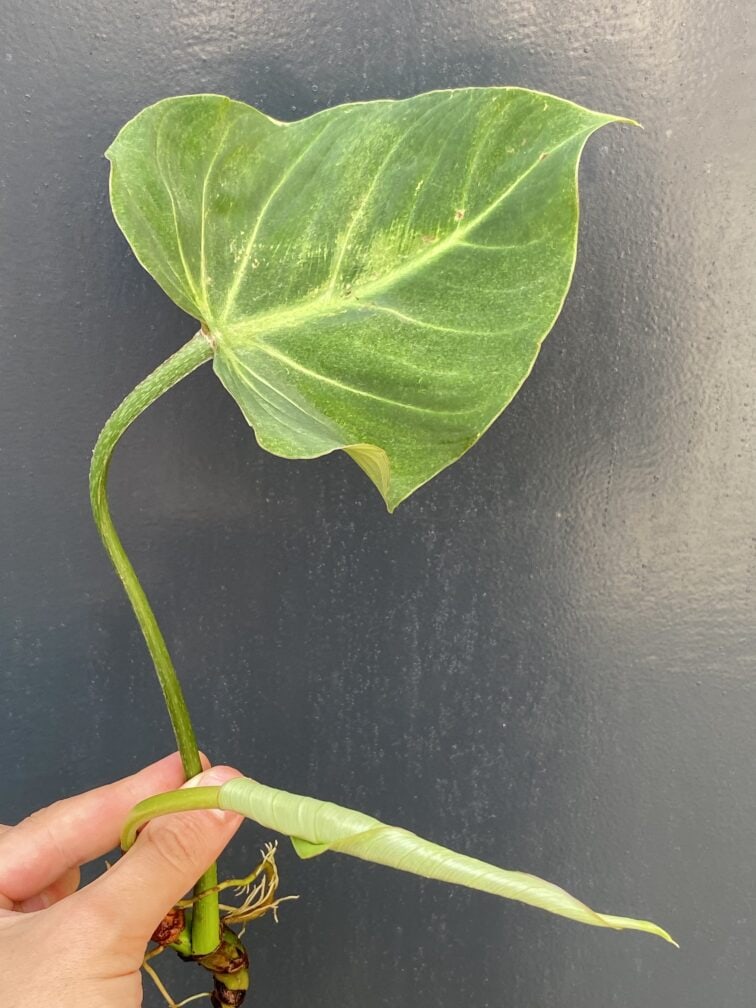 Zdjęcie rośliny Philodendron gloriosum, ujęcie 1