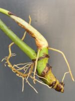 Zdjęcie rośliny Philodendron gloriosum, ujęcie 2