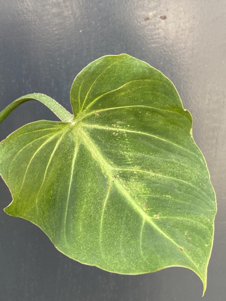 Zdjęcie rośliny Philodendron gloriosum, ujęcie 3