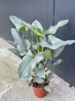 Zdjęcie rośliny Philodendron Hastatum, ujęcie 1