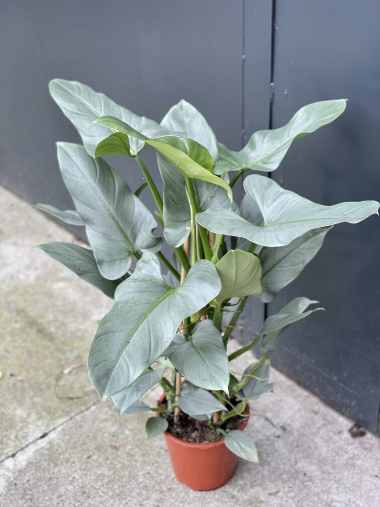 Zdjęcie rośliny Philodendron Hastatum, ujęcie 1