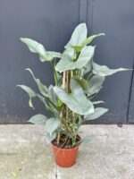 Zdjęcie rośliny Philodendron Hastatum, ujęcie 2